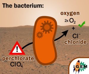 iGEM00